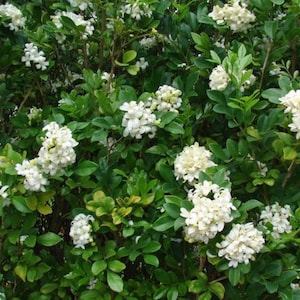 Orange Jasmine air-layered tree 2ft to 3ft tall . No shipping CA.