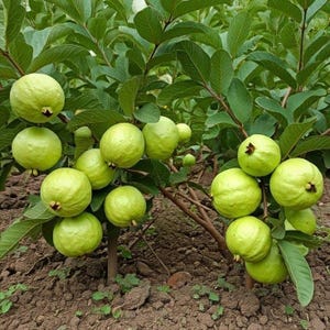 May include: A guava tree laden with numerous green, round guavas. The fruits are clustered among vibrant green leaves and branches, set against a backdrop of brown soil.