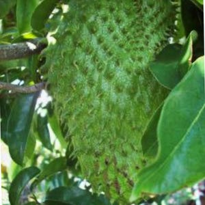 SOURSOP TREE 2ft and  up air layered tree. No CA shipping.