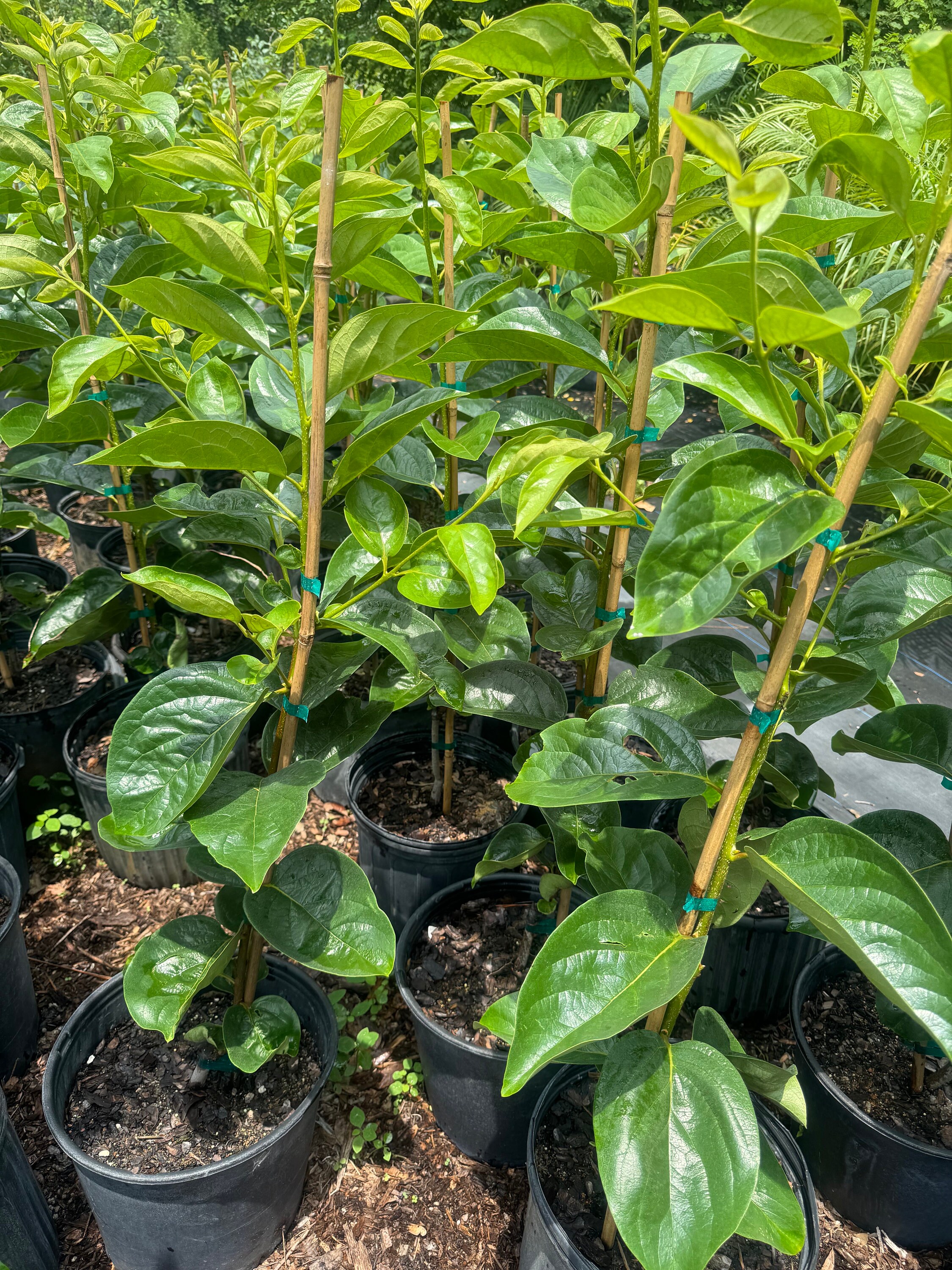 Fuyu Persimmon Grafted Tree 4 Feet Tall. Nice and Healthy Tree. No ...