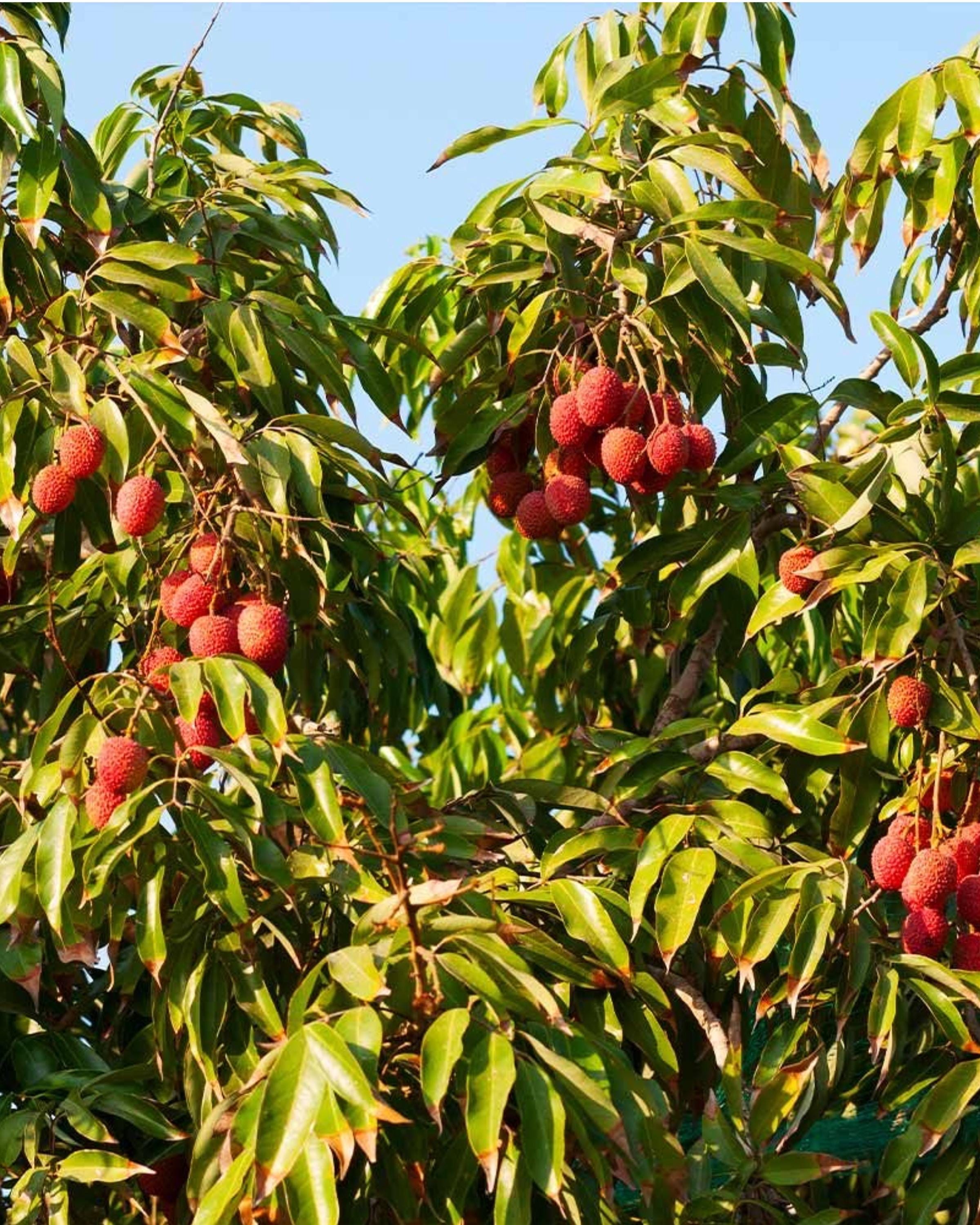 Lychee tree Sweet heart air layered 3-4ft Tall Big and sweet fruit. No ship to Ca.