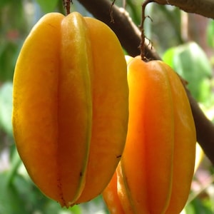Sweet Starfruit &#39;Carambola&#39; Tree (grafted) 3 Feet Tall. No shipping Ca.