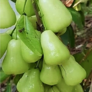 Jumbo Green Wax Apple air layerd Tree - 3 Gallon Pot. No ship to CA.