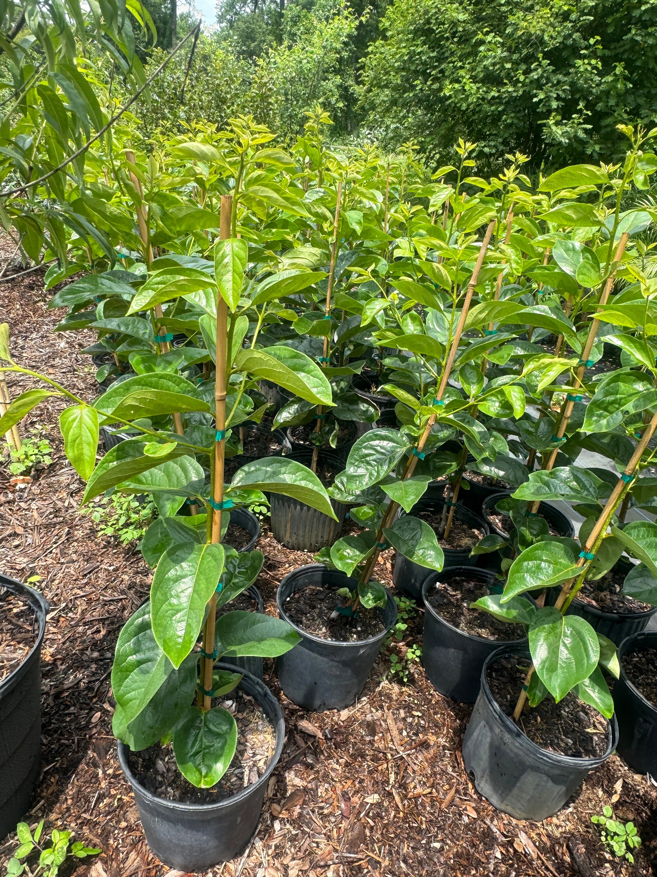 Fuyu Persimmon Grafted Tree 4 Feet Tall. Nice and Healthy Tree. No ...