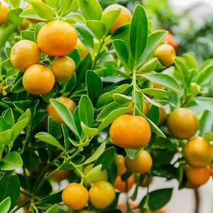Dwarf Calamondin Tree: Sour Orange with Flower & Fruit (One Gallon Pot)