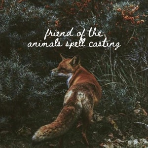 May include: A reddish-brown fox with a white chest and belly stands in a dark green and brown natural setting. The text "friend of the animals spell casting" is written in white script across the top of the image.