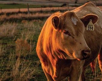 Western Cattle Photo - Sunset and Cow Print - Rustic Décor