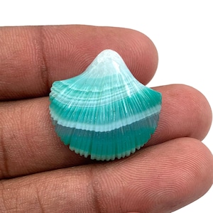 May include: A polished, fan-shaped seashell with a gradient of colors. The shell transitions from white at the top to shades of teal and turquoise at the bottom. The shell is held in a hand, showcasing its natural beauty.