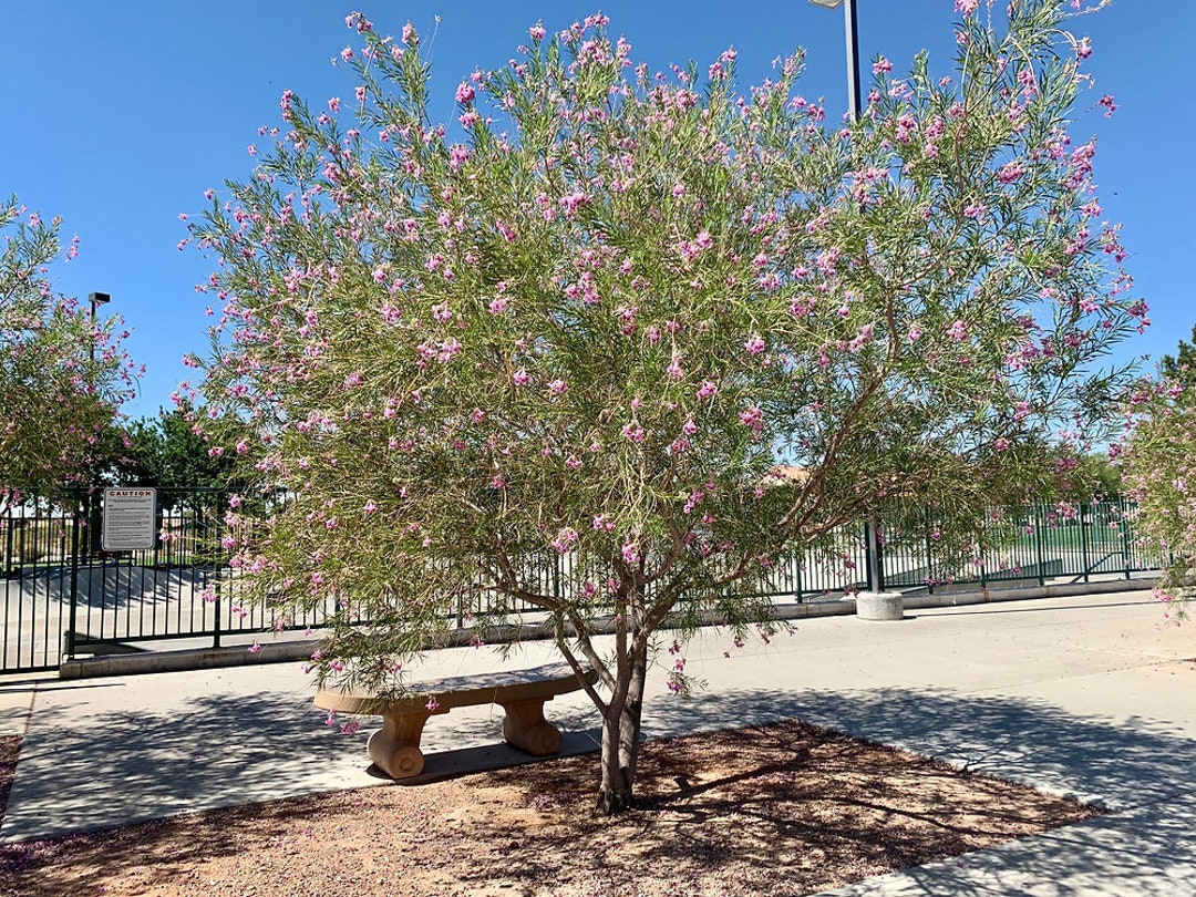 Desert Willow Tree Cuttings Etsy