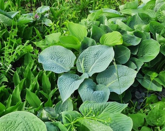 May include: A close-up of a patch of green hosta plants with large, textured leaves. The leaves are a variety of shades of green, from light to dark.