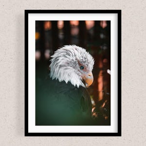 Un'aquila calva catturata in Florida, decorazione per la stanza con stampe fotografiche, stampa artistica da parete, fotografie originali dalla Florida