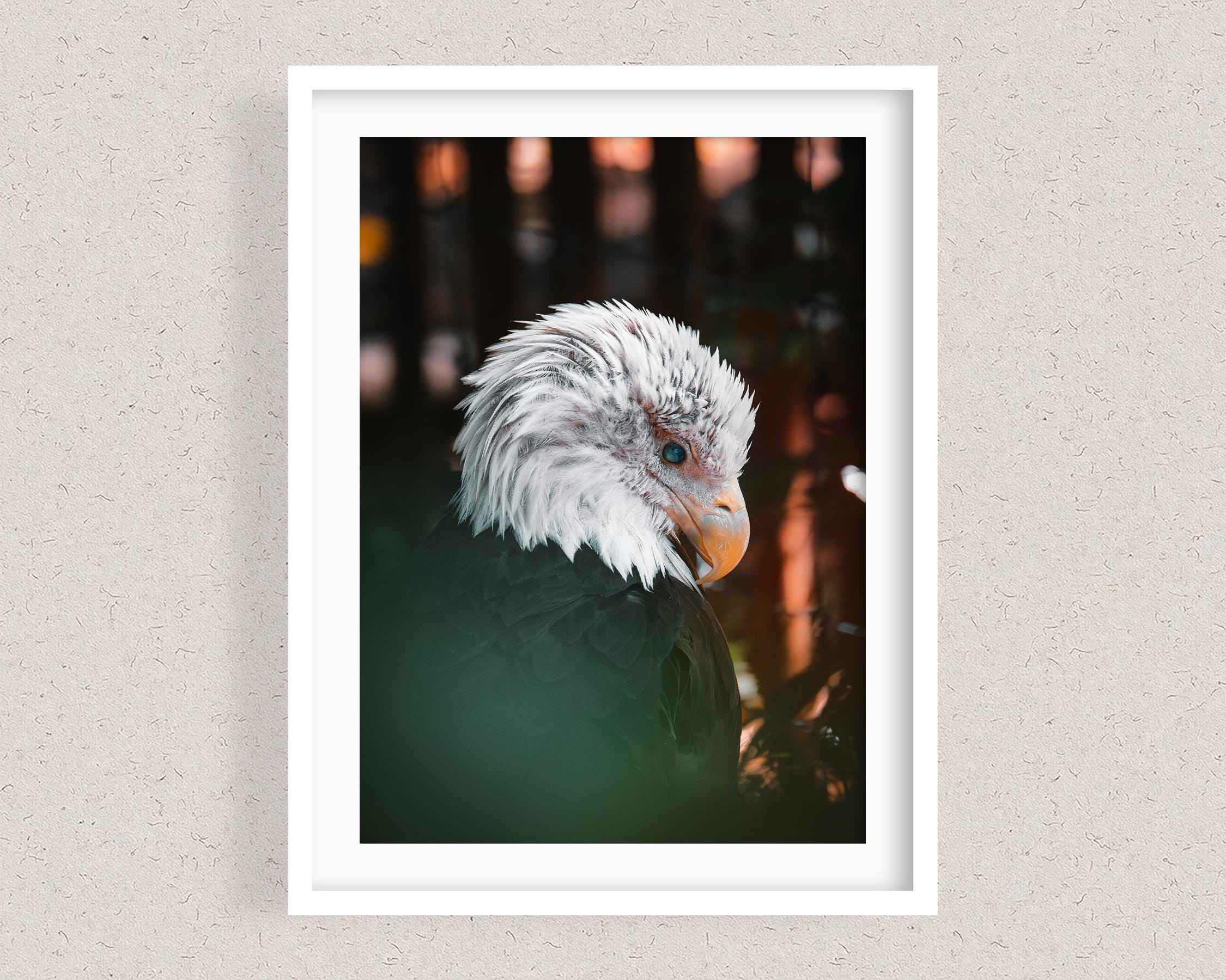 Bald Eagle Fine Art Print, Wildlife Photography, Room Decor - Etsy