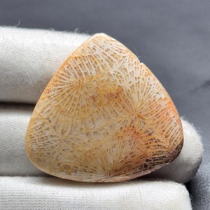 Natürlicher Fossil Korallen Cabochon, handgemachter Edelstein (37x35x6 MM)
