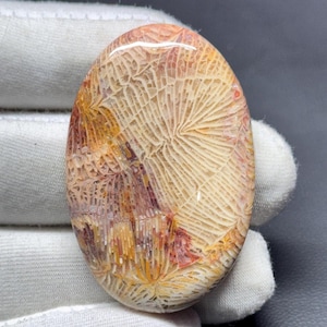 Fossile Koralle Cabochon, Handgefertigter Edelstein zur Schmuckherstellung (45x30x7 MM)