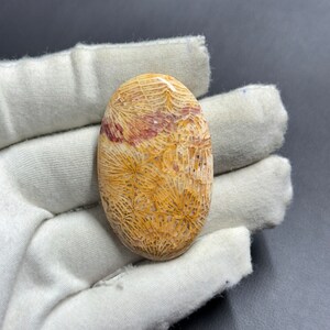 Natürlicher Fossil Korallen Cabochon, handgemachter Edelstein (44 x 27 mm)