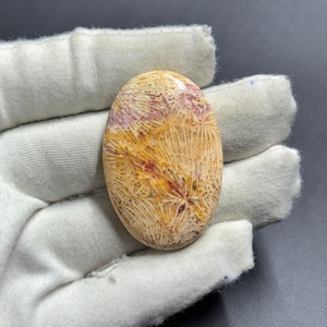 Natürlicher Fossil Korallen Cabochon, handgemachter Edelstein, 40 x 27 mm