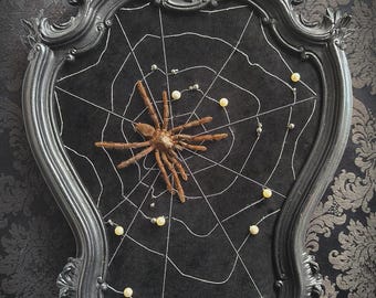 Gotisch-barocker Rahmen mit Tarantel auf Samt und handgefertigtem Spinnennetz