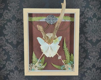 Cadre entomologique & crâne de chevreuil – composition naturelle, papillon bleu et fougères