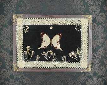 Cream & black butterfly entomological frame – Antique lace and handmade dried flowers