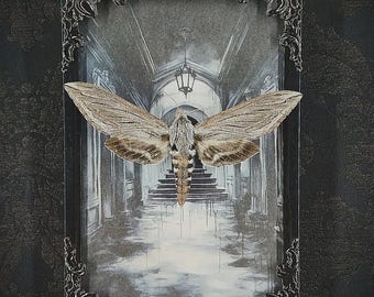 Gothic Entomological Frame Butterfly Sphinx – Handmade Wall Decoration