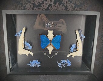 Moldura entomológica gótica Borboleta Azul e Ossos – Gabinete de Curiosidades