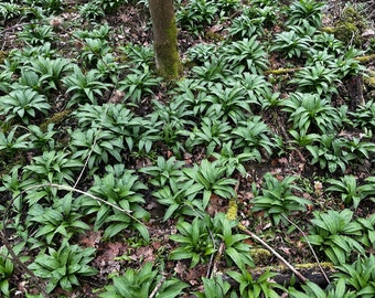 Bärlauch Pesto 1000g in Gläser