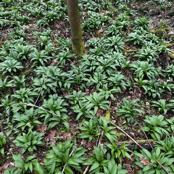 Bärlauch Pesto 1000g in Gläser