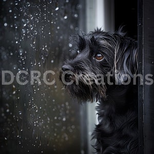 Adorable dog looking out a rainy window/dog lover gift/animal lover gift/dog photography/rainy day dog print/pet lover gift/cute dog print
