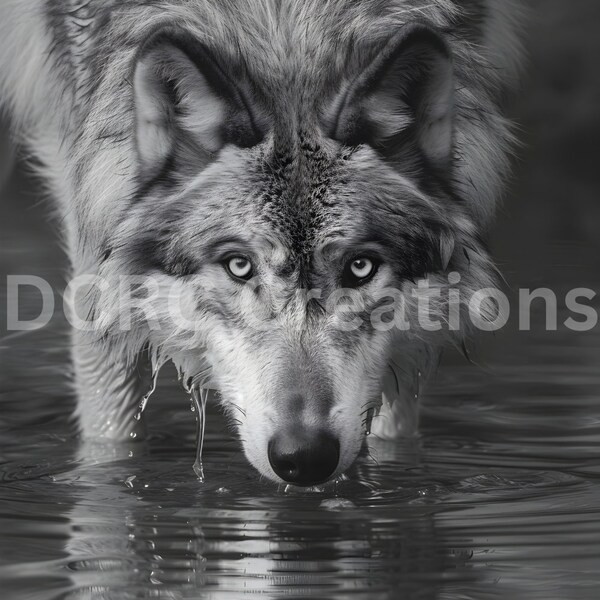 Stunning gray wolf photography print/gray wolf looking into camera/ animal print/gray wolf print/animal photography print/gray wolf photo