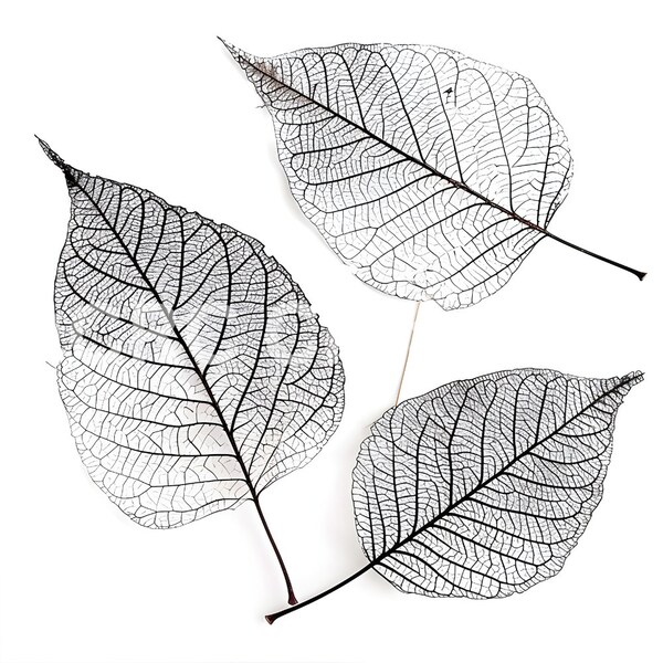 Skeleton leaf art print/natural leaf art/earthtone leaf print/leaves art print/transparent leaf art/leaves art print/leaf decorative print