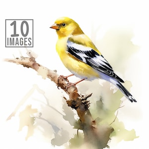 American Goldfinch Clipart, 10 High Quality JPGs, Watercolor Clipart, Digital Download, Clip Art Watercolor, Bird Clipart, Clipart Bird