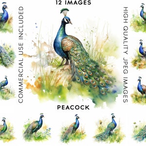 Peacock Clipart, 12 High Quality JPGs, Watercolor Clipart, Digital Download, Clip Art Watercolor, Bird Clipart, Clipart Bird, Birds Clipart