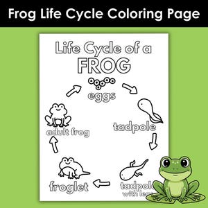 Frog Life Cycle Coloring Page Printable, Amphibian Metamorphosis Worksheet, Science Unit Study, Preschool Kindergarten Classroom Activity