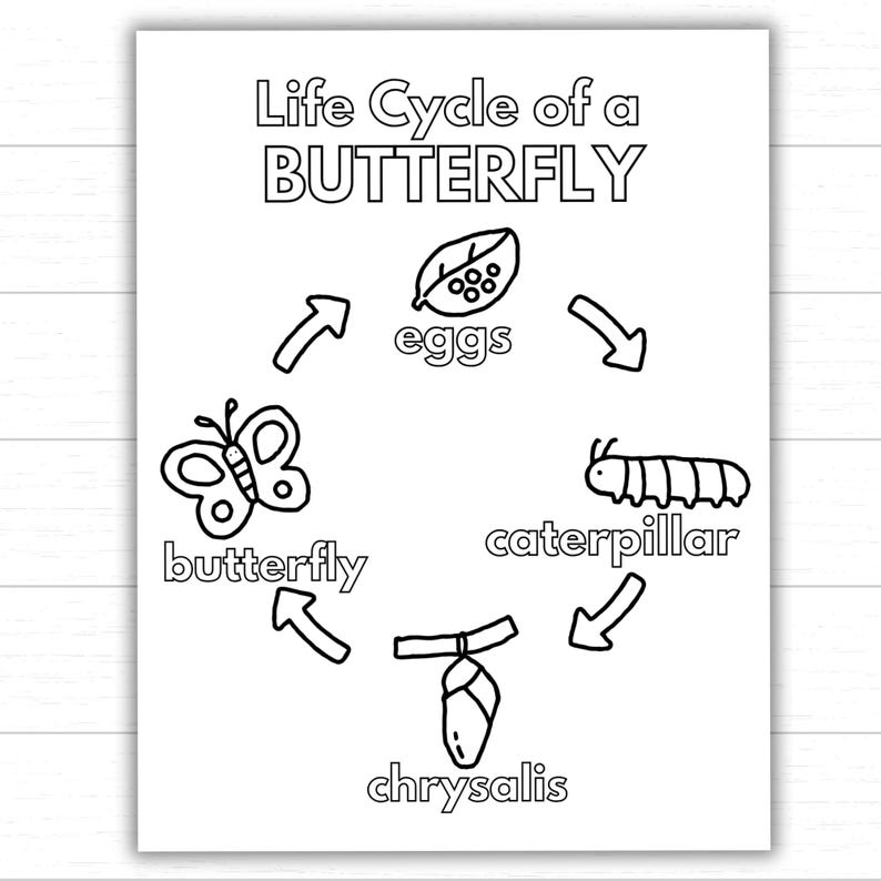 Printable Butterfly Life Cycle Coloring Page for Kids, Fun Science ...
