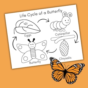 Butterfly Life Cycle Coloring Page Printable, Butterfly Worksheet for Kids, Preschool Science Activity, Homeschool Life Cycle Unit Study image 2