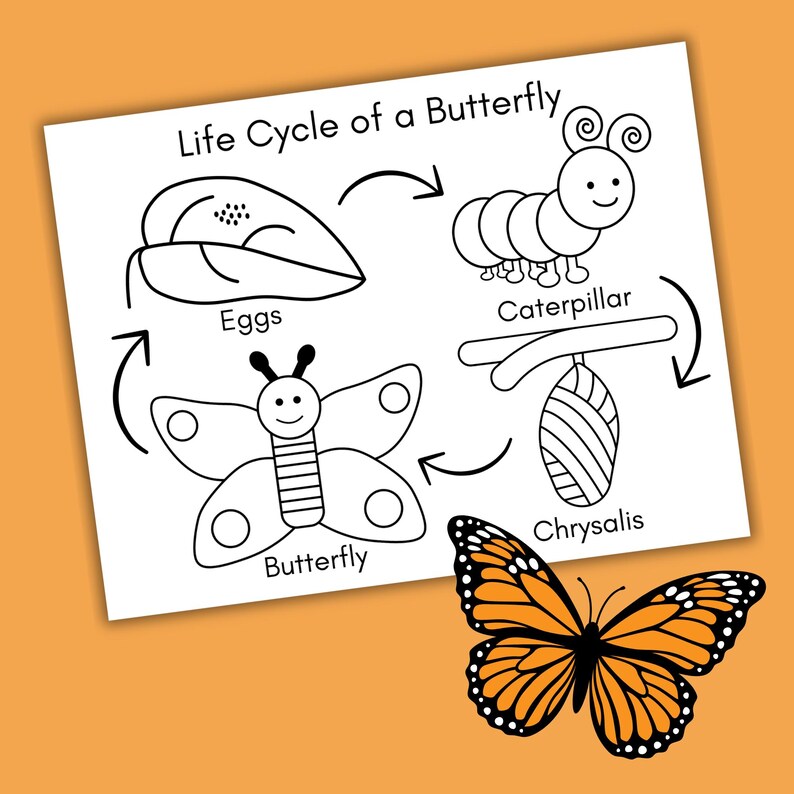 Butterfly Life Cycle Coloring Page Printable, Butterfly Worksheet for Kids, Preschool Science Activity, Homeschool Life Cycle Unit Study image 2