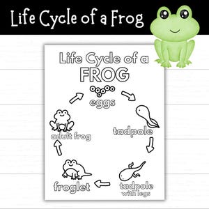 Life Cycle of a Frog Coloring Page, Printable Frog Life Cycle Activity, Worksheet, Science, Frog Activities, Frog Themed Unit, Educational