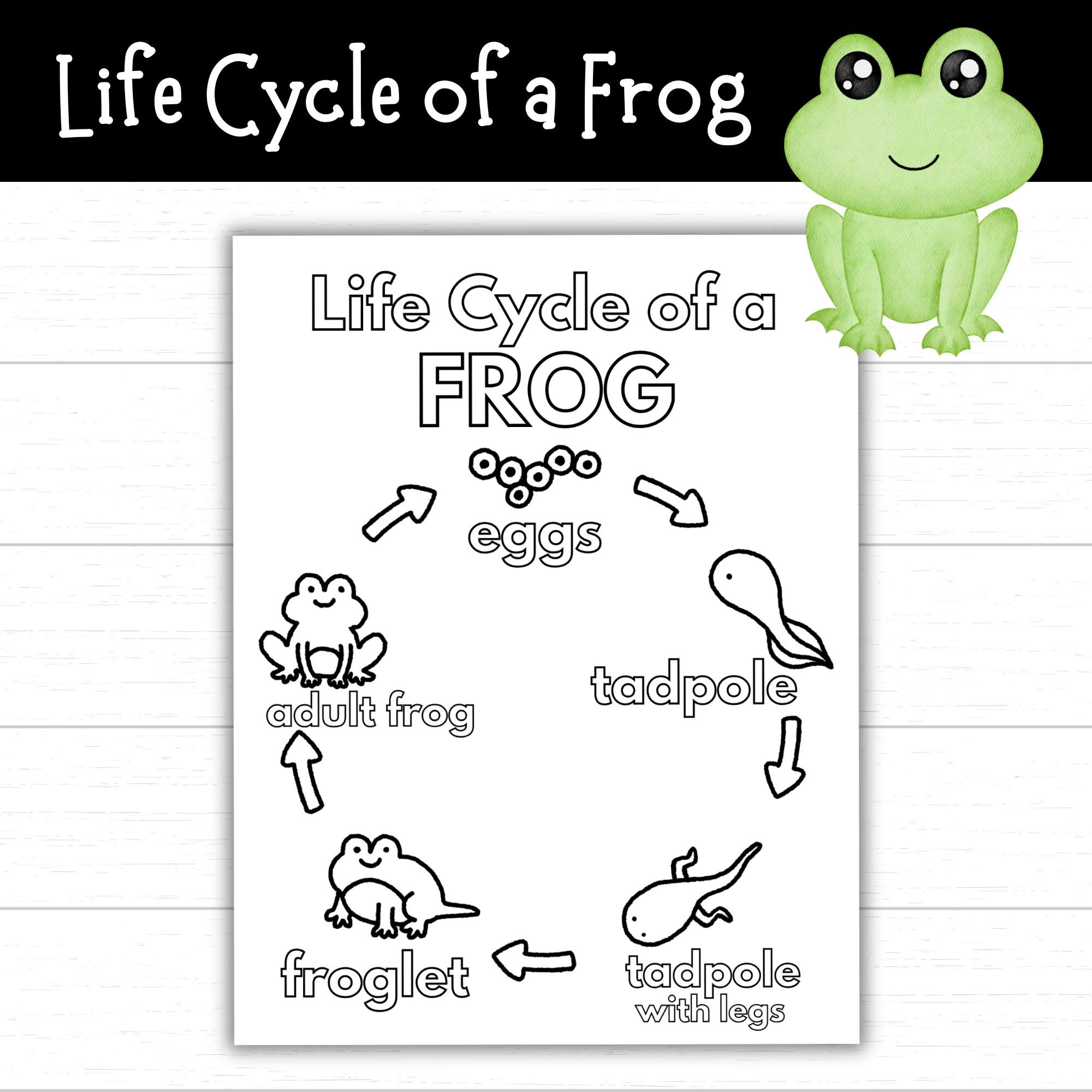 life-cycle-of-a-frog-coloring-page-printable-frog-life-cycle-activity-worksheet-science-frog-activities-frog-themed-unit-educational-etsy for Free Printable Life Cycle Of A Frog Worksheet Life Cycle of a Frog Coloring Page, Printable Frog Life Cycle Activity, Worksheet, Science, Frog Activities, Frog Themed Unit, Educational - Etsy for Free Printable Life Cycle Of A Frog Worksheet