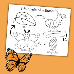 Butterfly Life Cycle Coloring Page Printable, Butterfly Worksheet for Kids, Preschool Science Activity, Homeschool Life Cycle Unit Study image 4
