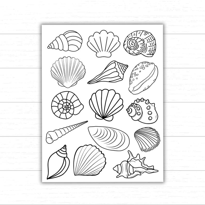 Printable Seashell Coloring Pages, Seashell Templates for Crafts and ...