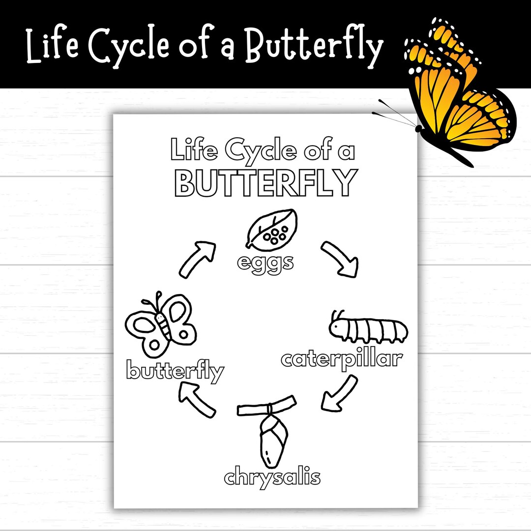 Printable Butterfly Life Cycle Coloring Page for Kids, Fun Science ...
