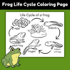 Pagina da colorare stampabile sul ciclo di vita della rana, scheda di attività sugli anfibi, attività scientifiche sullo stagno, apprendimento della natura, scheda di lavoro per la scuola materna e l'asilo