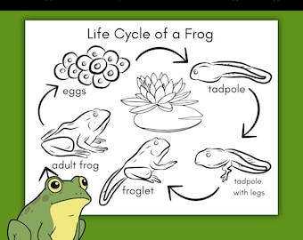 Frosch Lebenszyklus Malseite zum ausdrucken, Amphibien Aktivität Blatt, Teich Wissenschaft Handwerk, Natur lernen, Vorschule Kindergarten Arbeitsblatt