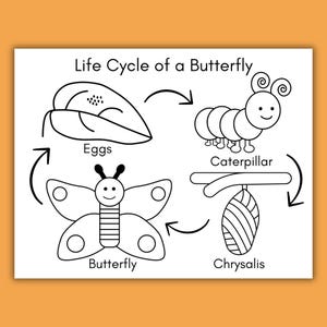 Butterfly Life Cycle Coloring Page Printable, Butterfly Worksheet for Kids, Preschool Science Activity, Homeschool Life Cycle Unit Study image 3
