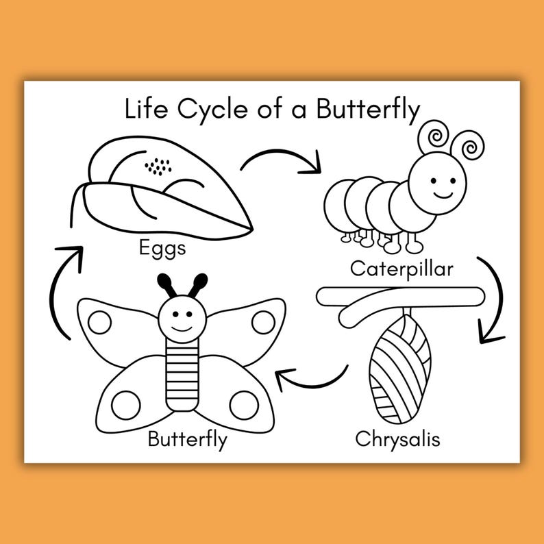Butterfly Life Cycle Coloring Page Printable, Butterfly Worksheet for Kids, Preschool Science Activity, Homeschool Life Cycle Unit Study image 3