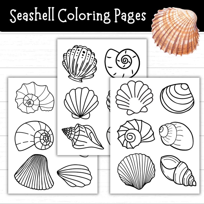 Blank Seashell Template Etsy Blank Seashell Template Etsy