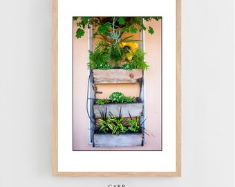 Photographic print of botanicals on a Wall with a Planter; 8x10, 11x14, 16x20 prints for home or shop ; Flower Wall Sausalito, California