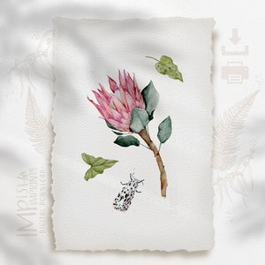 Pink Protea Flower Printable Wall Art Botanical Home Décor King Protea Watercolour Flower Poster Boho Downloadable Print Digital Download