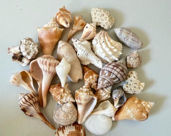 MINI Conchiglie della Florida miste da mezzo chilo / Assortimento di conchiglie naturali da spiaggia / Artigianato, decorazioni e allestimenti costieri, circa 35 mini conchiglie incluse