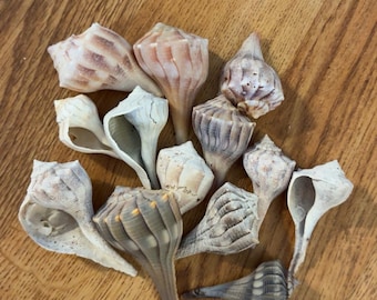 BUCCIOLI ILLUMINANTI / Conchiglie naturali assortite / Artigianato, decorazioni e esposizione costiera